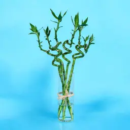 Bamboo Charm Vase 0001